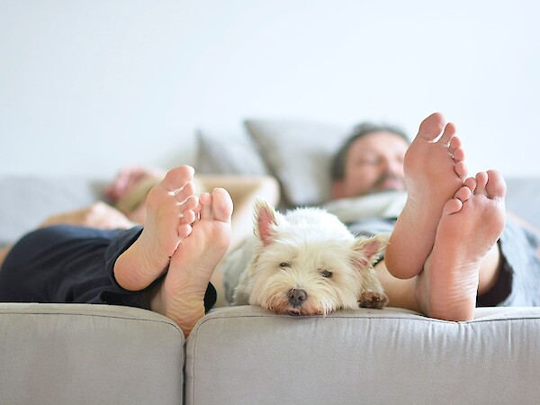 Feet and dog