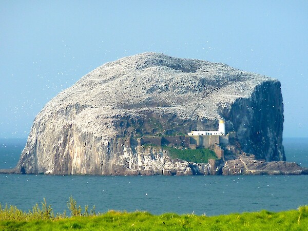 Bass Rock By Honge